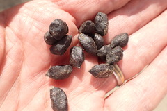 Oreotragus oreotragus