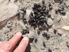 Oreotragus oreotragus