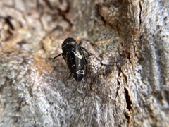 Eurymeloides