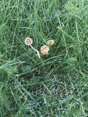 Fungi