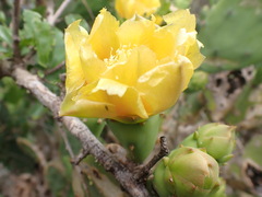 Opuntia humifusa