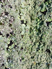 Punctelia subrudecta