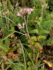 Saussurea controversa
