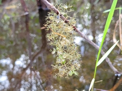 Utricularia inflata