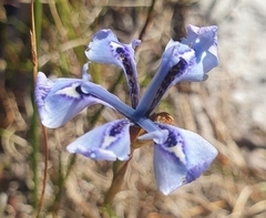Moraea tripetala