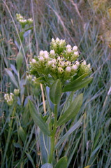 Sericocarpus rigidus
