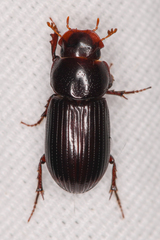 Aphodiini