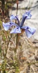 Moraea tripetala