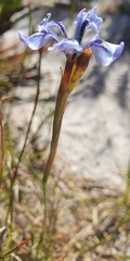 Moraea tripetala