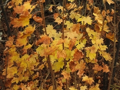Acer platanoides