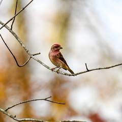 Haemorhous purpureus purpureus