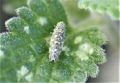 Eupteryx decemnotata