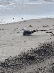 Larus fuscus graellsii