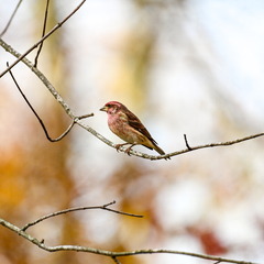 Haemorhous purpureus purpureus