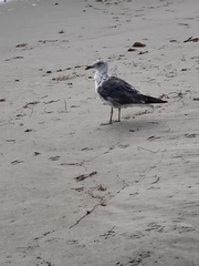 Larus fuscus graellsii