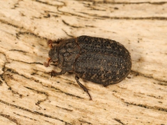 Trox sabulosus