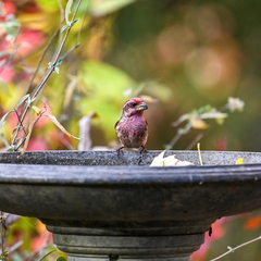 Haemorhous purpureus purpureus