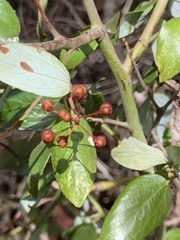 Ceanothus oliganthus sorediatus