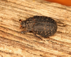 Trox sabulosus