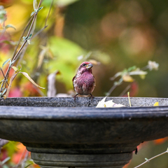 Haemorhous purpureus purpureus