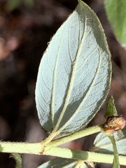 Ceanothus oliganthus sorediatus