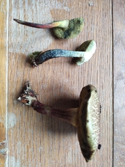 Xerocomellus cisalpinus