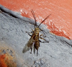 Xanthopimpla