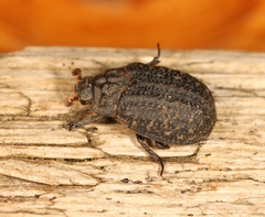 Trox sabulosus