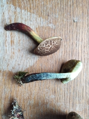 Xerocomellus cisalpinus