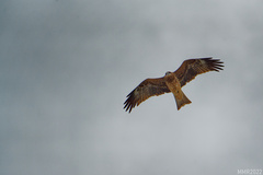 Milvus migrans lineatus