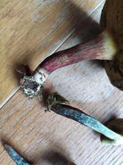 Xerocomellus cisalpinus