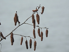 Betulaceae