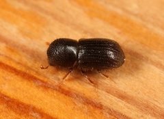 Anisandrus dispar