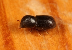 Anisandrus dispar