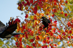 Corvus macrorhynchos japonensis