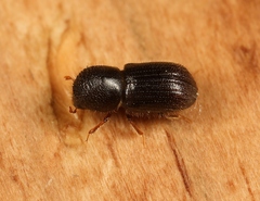Anisandrus dispar