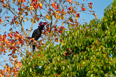 Corvus macrorhynchos japonensis