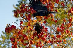 Corvus macrorhynchos japonensis
