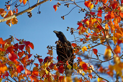 Corvus macrorhynchos japonensis