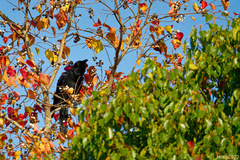 Corvus macrorhynchos japonensis