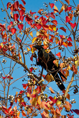 Corvus macrorhynchos japonensis