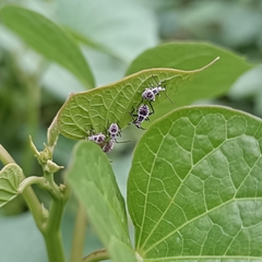 Physomerus grossipes