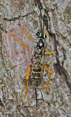 Cryptanura septentrionalis
