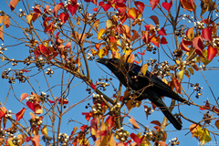 Corvus macrorhynchos japonensis