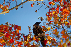 Corvus macrorhynchos japonensis