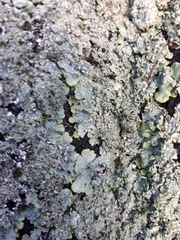 Punctelia subrudecta