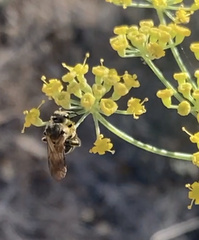 Halictus farinosus