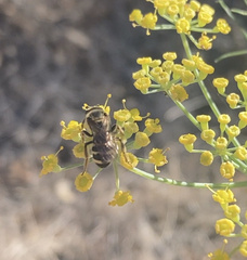 Halictus farinosus