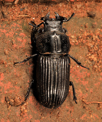 Nigidius delegorguei