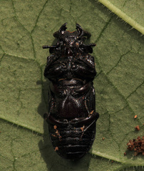 Nigidius delegorguei